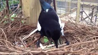 Sophie the magpie building her nest.