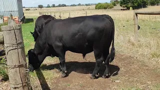 Angus bull