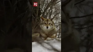 Wolves seen in Northern Nevada, weren’t actually wolves.