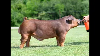 PROVOKE - Duroc Boar at Shaffer's Goldrush