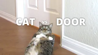 CAT vs. CLOSED DOOR