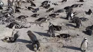 Sights and sounds of penguins at Boulders Beach, South Africa