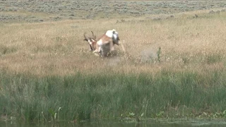 Water Hole Antelope