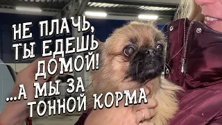 Спасение животных / Поездка в ЕКБ / В добрые ручки собаку без лапы / Пробыла 2 дня без еды и людей