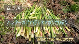 【山菜採り】06.5.19  ハンターカブで行くネマガリ竹採り。