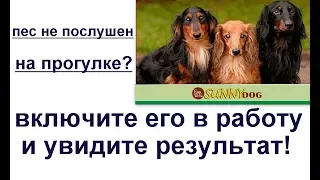 Пес не послушен на прогулке?   Включите его в работу и увидите результат.