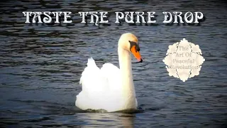 Taste The Pure Drop - A documentary honouring our sacred River Shannon