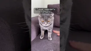 БЕЗ КОТА И ЖИЗНЬ НЕ ТА❤️