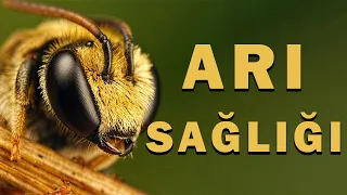 VARROA'NIN ÖNEMİ VE ARI SAĞLIĞI | KÖYDE ARICILIK