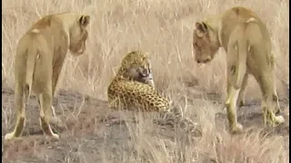 Leopard Tries to Escape Pride of Lions