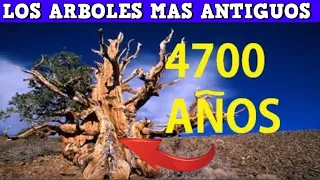 Top 5 Los Arboles Mas antiguos Del Mundo