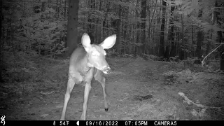 September 2022 trail cam highlights