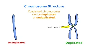 Chromosomes - Duplicated VS Unduplicated