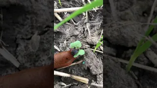 Ślimak je rzepak. (Snail eating rapeseed)