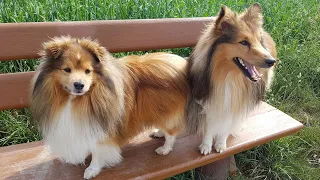 The Perfect Pet for Elderly or Less Active Owners The Shetland Sheepdog
