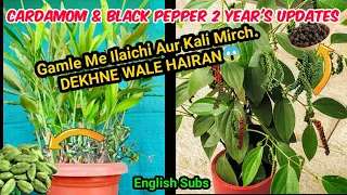 ₹5000 किलो वाली इलायची और काली मिर्च गमले में उगाइये | बीज से फल आने तक | Cardamon & Black Pepper