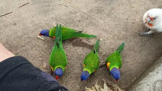 Pick your own size. Cockatoo versus lorikeet. Campbelltown Australia.