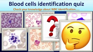 Blood cells identification quiz( check your WBC identification ability)