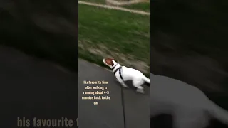 JACK RUSSELL running like crazy - Walks will never be enough hahaha #jackrussell #dog