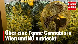 Über eine Tonne Cannabis in Wien und NÖ entdeckt | krone.tv NEWS