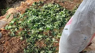 Compost Home Gardening Part 2