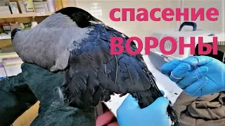 Спасение вороны. Петрозаводск. Карелия. Ворона запуталась в нитках.