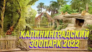 Калининградский зоопарк 2022