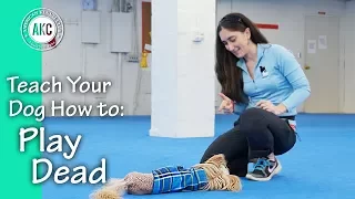 Teach Your Dog How to Play Dead - AKC Trick Dog