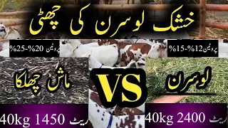 بکری کی سستی ترین اور خشک خوراک | Alfa Alfa Hay | cheap goats feed | Bakri wala