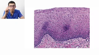 Histología | Clasificación de tejidos