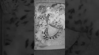 🥰 Snow leopard CUDDLES! #shorts