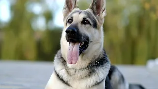 East European Shepherd - VEO VIVAT Bel - ALEANT kennel Восточноевропейская овчарка, питомник Алеант