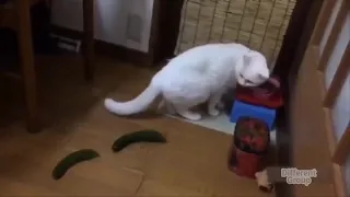 Cats Vs. Cucumbers - Funny Cat Videos Compilation