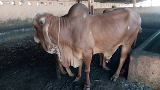 GIR GAUMATA IS WORLD BEST GAUMATA AT GAUSHALA