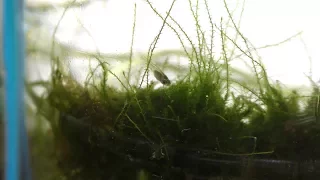 Land Moss in Aquarium