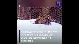 Сотрудники «Земли леопарда» сделали полезный новогодний подарок котенку Leo 260M