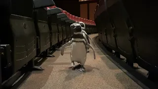 The Penguins Explore Shedd Aquarium's 4-D Theater