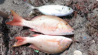 Mutton snappers in 2024. surf fishing in Jamaica..