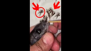 Kadango cichlid fish giving birth 😍🐬👍🙏 #fish #fishingvideo