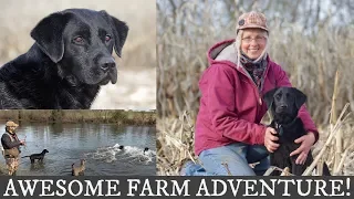 Labrador Retriever and English Springer Spaniel Training | Awesome Farm Adventure
