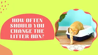 How Often Should You Change The Litter Box??