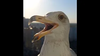 Чайка в шоке (the seagull is in shock)