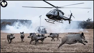 How Australian Farmers Deal With Millions Of Wild Boars With Planes - Top Hunting Wild Boar