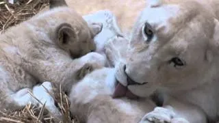 White Lion cubs taking a milk break between playtimes