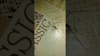 Комнатный паук сбросил кожу