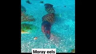 moray eels have   two pairs of jaws up and down