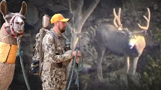 Big Bucks and Bear Spooked my Llama! - Public Land Mule Deer Hunting