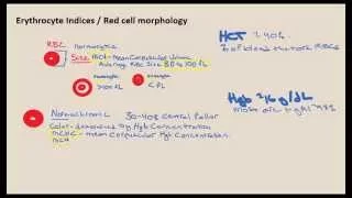 Hematology Lecture Three - video 2 of 3