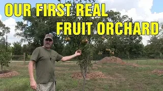 Our new fruit tree orchard and garden plans