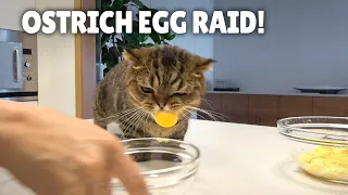 Will LuLu Eat an Ostrich Egg? | Kittisaurus